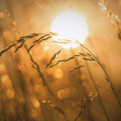 农业农村部和中国气象局联合发布冬小麦干热风灾害风险预警